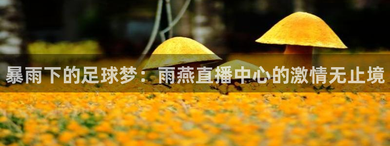 球神直播官网