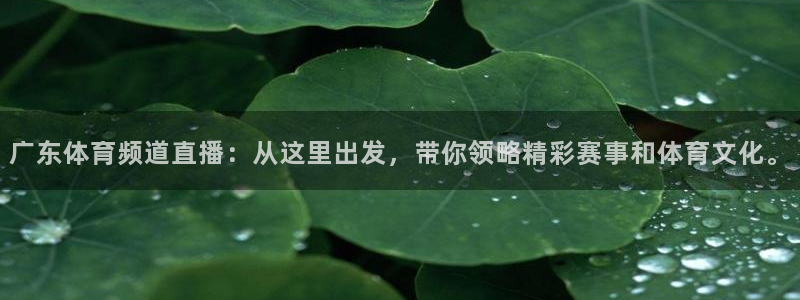 qszb球神直播